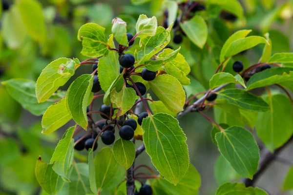 Sonbaharda Common Buckthorn Rhamnus Cathartica ağacının dalı. Siyah böğürtlen ve yeşil yaprakların güzel parlak manzarası.