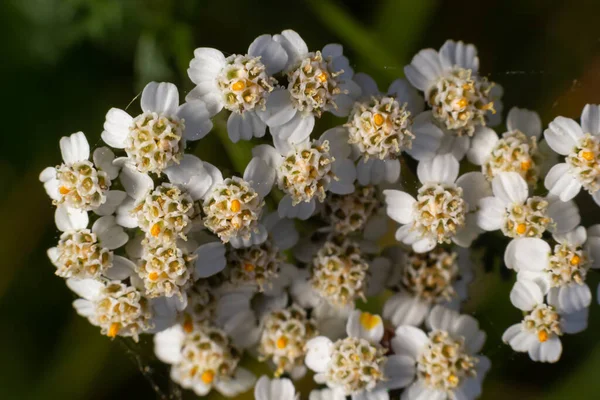 Common yarrow Achillea millefolium white flowers close up top view on green blurred grass floral background, selective focus. Medicinal wild herb Yarrow. Medical plants concept.