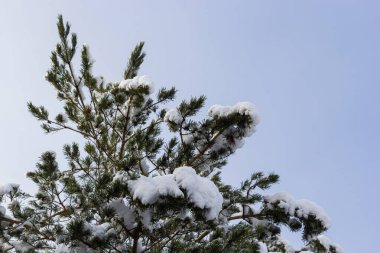 green pine needles covered with snow macro. Outdoor natural winter background.