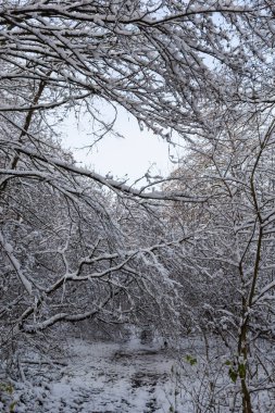 White snow on tree branches in hornbeam forest.