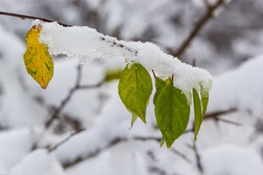 Sonbahar sarı yaprakları karla kaplı ağaç dalında. Kış Arkaplanı, Kış Yaprakları, Yakın plan.