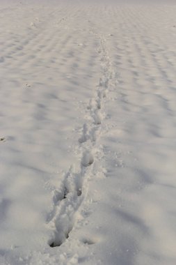 animal tracks in the snow,hare tracks in winter in the snow.