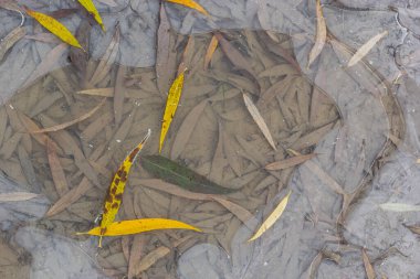 Yellow-green leaves of the willow, fallen on the snow. Frozen at the beginning of winter in a puddle. Beautiful winter background.