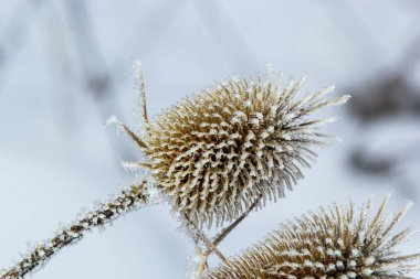 Wild Teasel Dipsacus fullonum, covered in an autumn morning frost. Frosty foggy morning in winter, frosty weather.