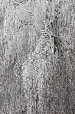 Trees and bushes covered in frozen rain. winter landscape after a freezing rain.