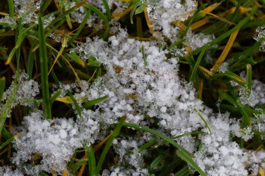 Green grass under first white snow background, pattern texture for use in print design.