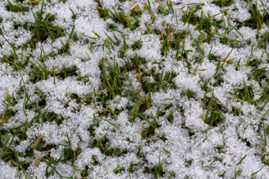 Green grass under first white snow background, pattern texture for use in print design.