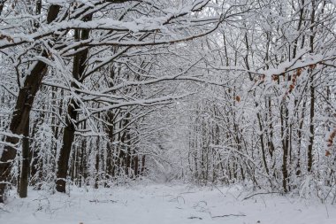 Frosty branches and trunk of the hornbeam trees in snowy forest.