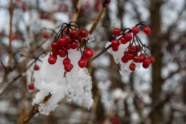 Snow Covered Red Viburnum Berries Useful Body Frosty Winter Day — Stock Photo, Image