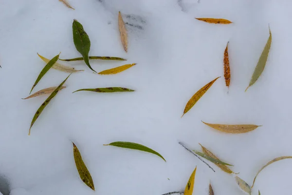 Yellow Green Leaves Willow Fallen Snow Frozen Beginning Winter Puddle — стоковое фото