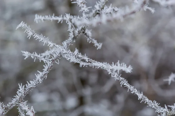 Frost Branch White Frost Crystals Branch Frosty Foggy Morning Winter — Stock fotografie