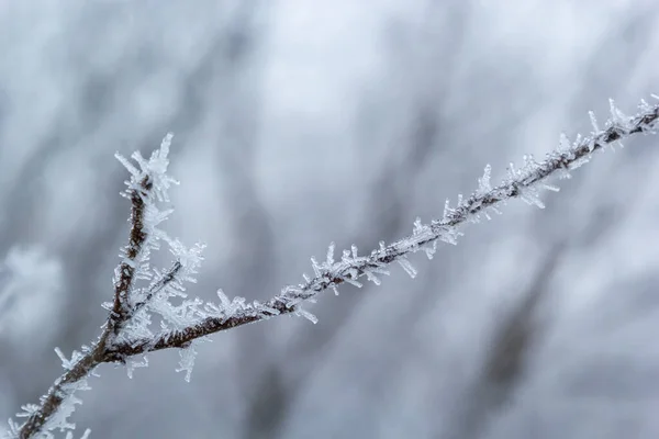 Fagy Ágon Fehér Fagykristályok Ágon Frosty Köd Reggel Télen Fagyos — Stock Fotó