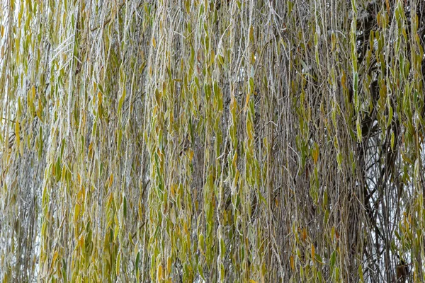 Plačící Vrba Bombardovaná Ledovou Mlhou Mráz Větvích Stromů Mrazivém Počasí — Stock fotografie