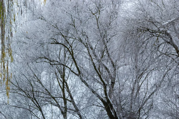 Salgueiro Chorão Bombardeado Com Nevoeiro Gelo Geada Galhos Árvore Tempo — Fotografia de Stock