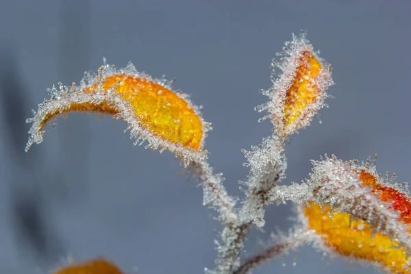 Autumn Yellow Leaf Branch Frost Needles Morning Frost Rime Late — Stock Photo, Image