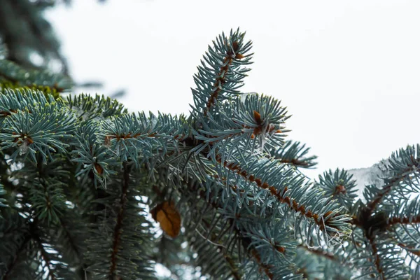 Yumuşak Beyaz Kar Altında Küçük Yeşil Iğneleri Olan Ladin Dalları — Stok fotoğraf