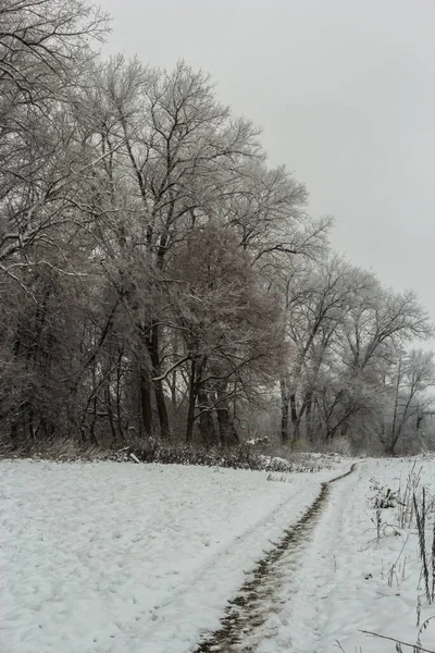 Ağaçlar Çalılar Donmuş Yağmurla Kaplı Dondurucu Yağmurdan Sonra Kış Manzarası — Stok fotoğraf