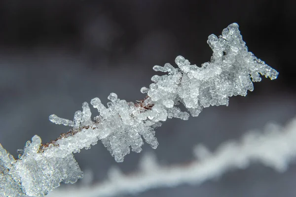 Frost Branch White Frost Crystals Branch Frosty Foggy Morning Winter — Stock Fotó