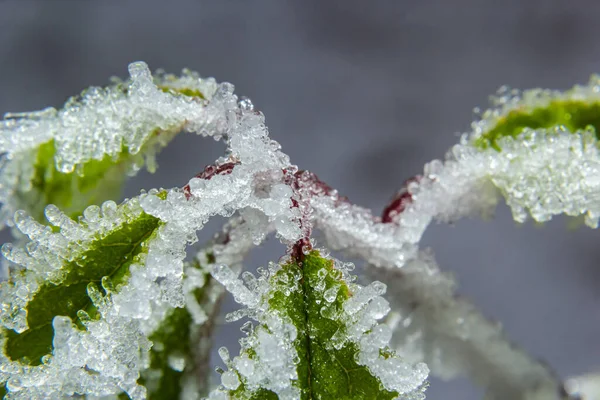 Őszi Sárga Levél Egy Ágon Fagyos Tűkben Reggelt Frost Gyűrű — Stock Fotó