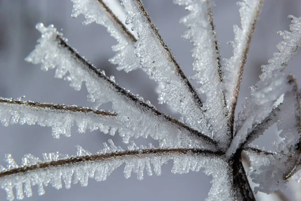 Frost Branch White Frost Crystals Branch Frosty Foggy Morning Winter — Fotografia de Stock