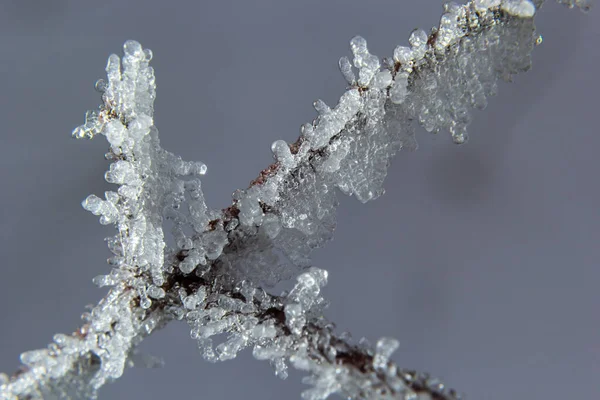 Frost Branch White Frost Crystals Branch Frosty Foggy Morning Winter — ストック写真