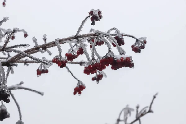 Icy red winter berries in winter, icicles hanging covered in ice from an ice storm. A branch after freezing rain.