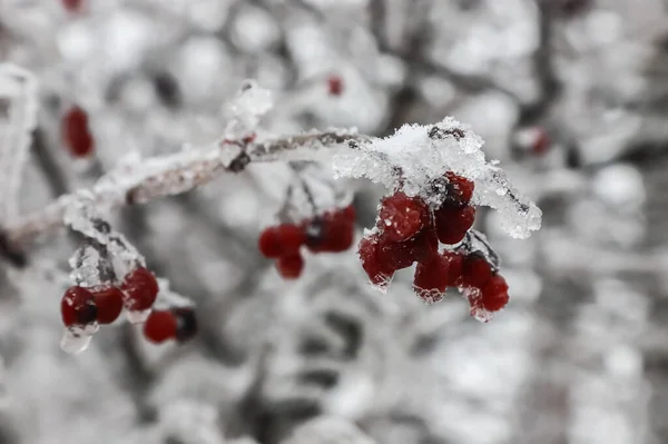 Icy red winter berries in winter, icicles hanging covered in ice from an ice storm. A branch after freezing rain.