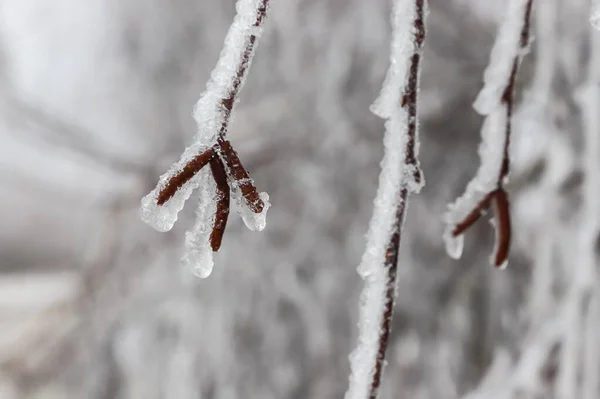 Branches Covered Ice Freezing Rain Sparkling Ice Covered Everything Ice — Stock Photo, Image
