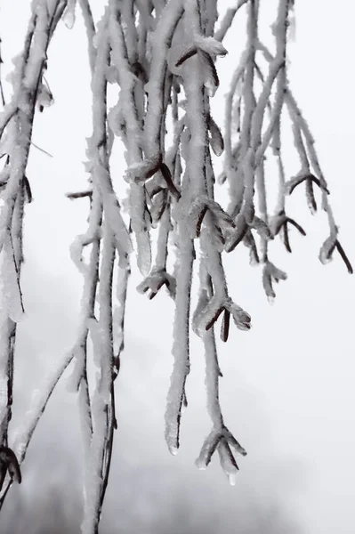 Branches Covered Ice Freezing Rain Sparkling Ice Covered Everything Ice — Stock Photo, Image