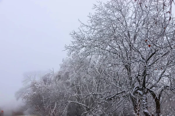 Trees Bushes Covered Frozen Rain Winter Landscape Freezing Rain — Photo