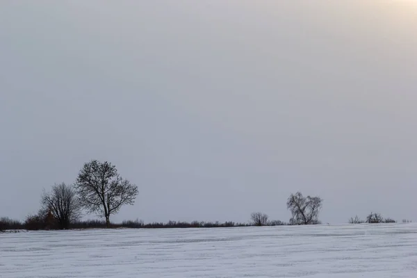 Winter landscape with snow at sunset. Snow covered field with trees in the evening.