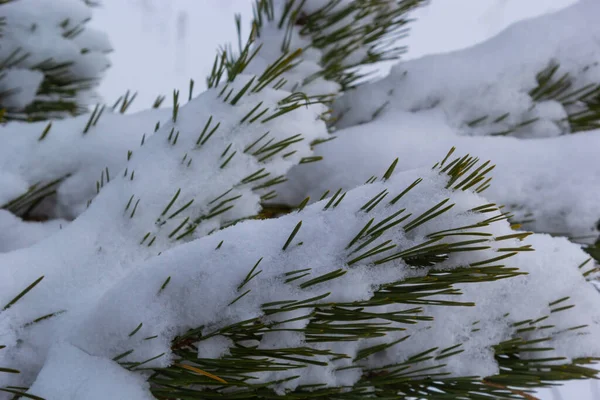 Schneebedeckte Kiefern Äste Mit Schnee Frost Bedeckt Perfekte Winterliche Tapeten — Stockfoto