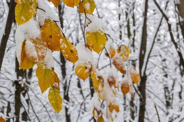冬の雪の間 ホーンビームの枝に乾燥した葉 — ストック写真
