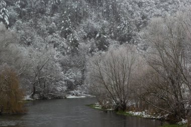 winter landscape Snow-covered trees near the river. A gloomy winter day.