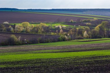Beautiful spring landscape. Agricultural field with freshly cultivated soil. Trees in a plowed field. Rows of small green wheat. Sunny spring morning.