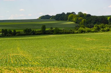 Tepedeki yeşil tarlaları ve ormanı olan yaz manzarası.