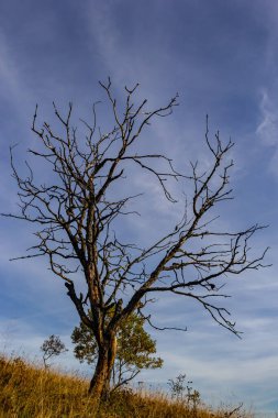 Güzel bir sonbahar akşamı dağı ve dağlık Karpatlar 'da kuru bir ağaç gövdesi. Ukrayna.