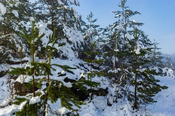 Пейзаж Зимового Сніжного Лісу Сосни Ялини Модрини Хвойні Дерева Листяні — стокове фото