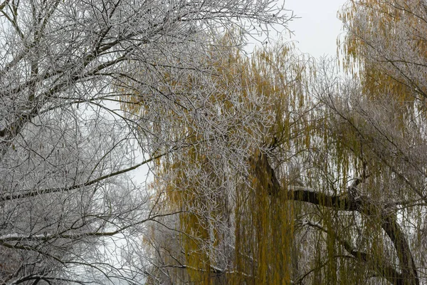 Ağlayan Söğüt Buzla Bombardımana Tutuldu Soğuk Havada Ağaç Dallarında Buz — Stok fotoğraf