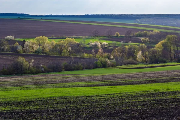 Beautiful Spring Landscape Agricultural Field Freshly Cultivated Soil Trees Plowed — Fotografia de Stock