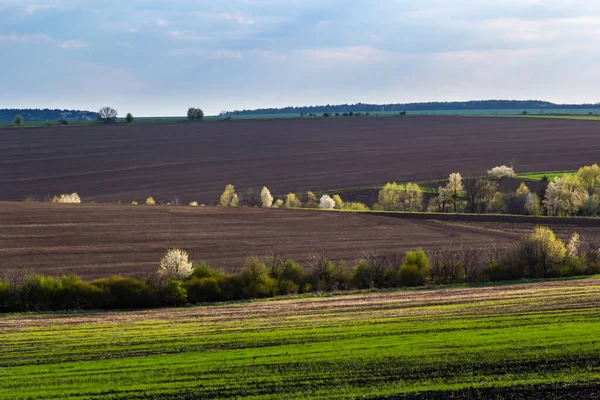 Beautiful Spring Landscape Agricultural Field Freshly Cultivated Soil Trees Plowed — ストック写真
