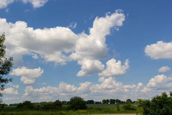 Summer landscape with hilly green field and forest in the distance.