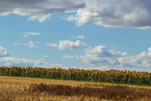 Panorama Landscape Sunflower Fields Blue Sky Clouds Background Sunflower Fields — Stock Photo, Image