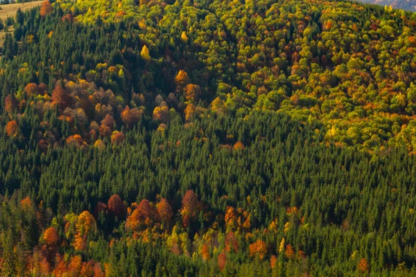 Prachtige Herfst Landschap Karpaten Oekraïne — Stockfoto