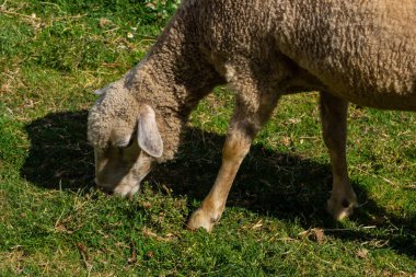 The sheep are pasturing on the farm, care of household pets. Warm summer and hard agrarian work in provinces .