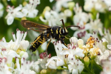 Paranthrene tabaniformis on elder flower close-up. In the natural environment, near the forest in summer.