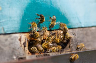 Close up of flying bees. Wooden beehive and bees. Plenty of bees at the entrance of old beehive in apiary. Working bees on plank. Frames of a beehive.