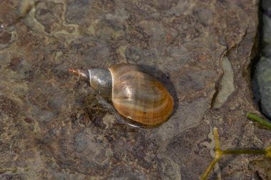Lymnaea - Büyük gölet salyangozu Lymnaea stagnalis, hava soluyan tatlı su salyangozu, suda yaşayan pulmonat gastropod yumuşakçaları, Lymnaeidae familyası.