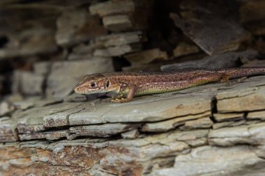 Lacerta agilis, kum kertenkelesi, güneşli bir yaz gününde.