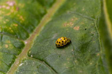 Sarı benekli uğur böceğinin makro görüntüsü - Psyllobora vigintiduopunctata küçük dişi böcekler.